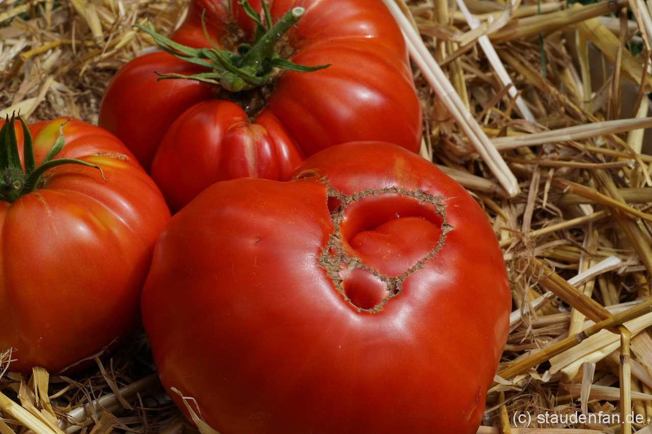 Die Stabtomate Brandywine Glicks ist eine historische Tomatensorte, aber immer noch aktuell.