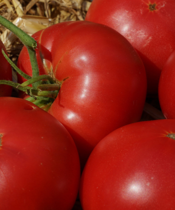Die Tomate Missouri Pink Love Apple ist traumhaft aromatisch.