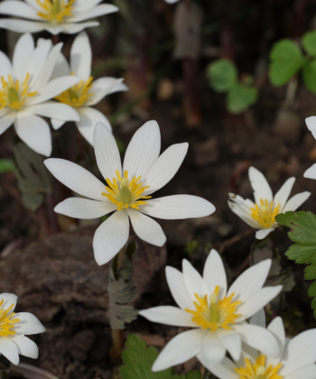 Die Wildform der Kanadischen Blutwurz (Sanguinaria canadensis) öffnet ihre Blütensterne im Frühling.