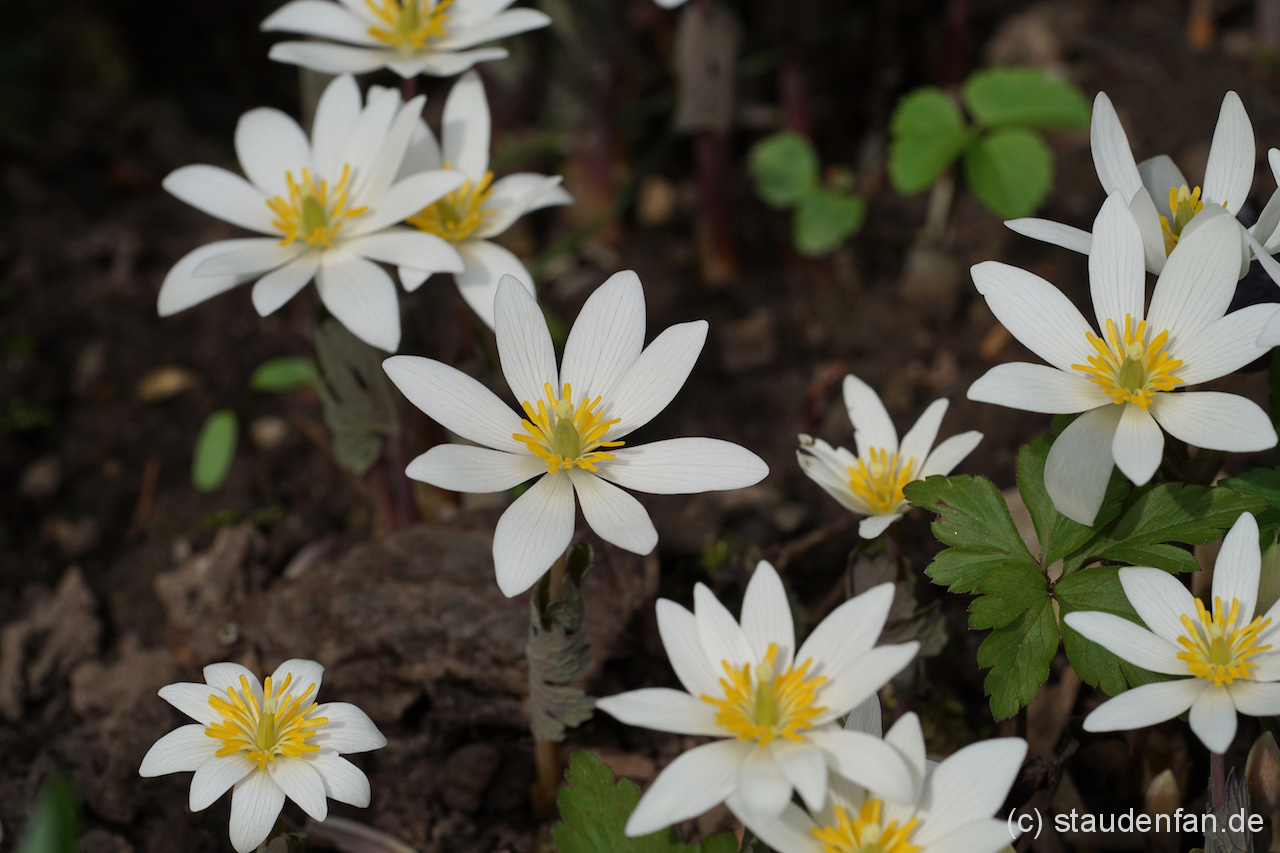 Die Wildform der Kanadischen Blutwurz (Sanguinaria canadensis) öffnet ihre Blütensterne im Frühling.