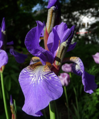 Iris sibirica ‘Elfe’ ist eine bewährte Gartenpflanze mit natürlichem Charme.