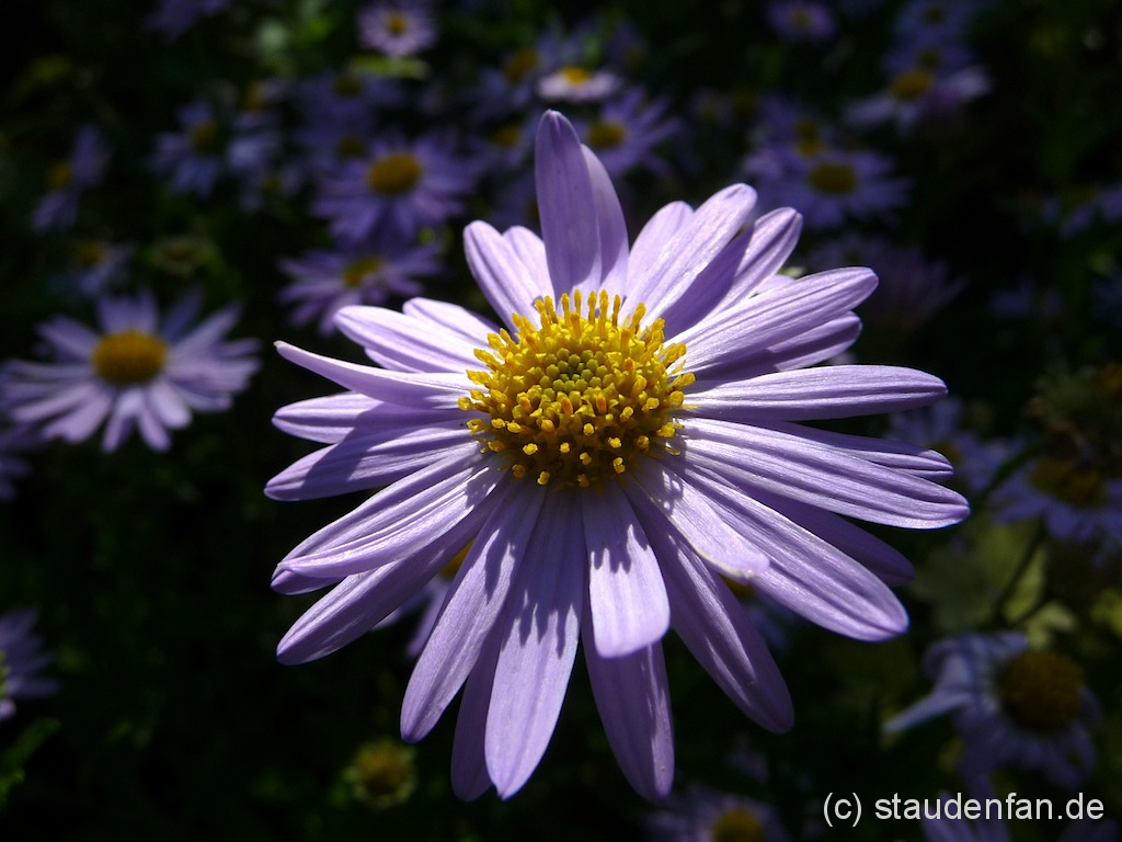 Kalimeris incisa ‚Jürgen Wever’