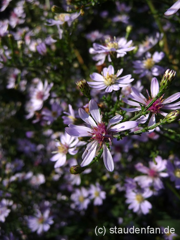 Aster cordifolius ‚Ideal’ – Bild 3