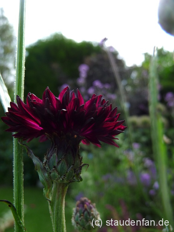 Die fast schwarz blühende Kornblume Centaurea cyanus 'Black Ball' bringt Abwechslung in der Garten.