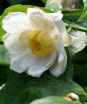 Die prächtigen Blüten von Calycanthus chinensis erscheinen im Mai und Juni.