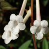 Die prächtigen Blüten von Sinningia tubiflora duften bensoders schön gegen Abend. Die Blüten sind weiß und sehr lang.