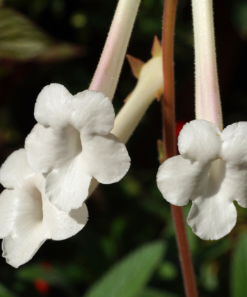 Die prächtigen Blüten von Sinningia tubiflora duften bensoders schön gegen Abend. Die Blüten sind weiß und sehr lang.
