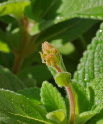 Eine junge Knospen der Pflanze Sinningia tubiflora. Bald werden sich große, duftende Blüten öffnen.