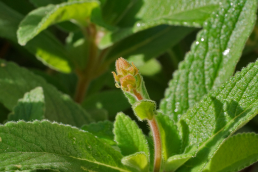 Eine junge Knospen der Pflanze Sinningia tubiflora. Bald werden sich große, duftende Blüten öffnen.