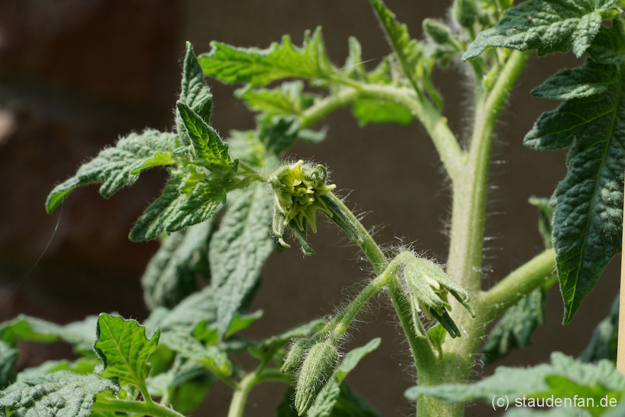 Die verwachsenen Blüten der Tomatensorte Copper River verraten schon, daß sich große Fleischtomaten entwickeln werden.