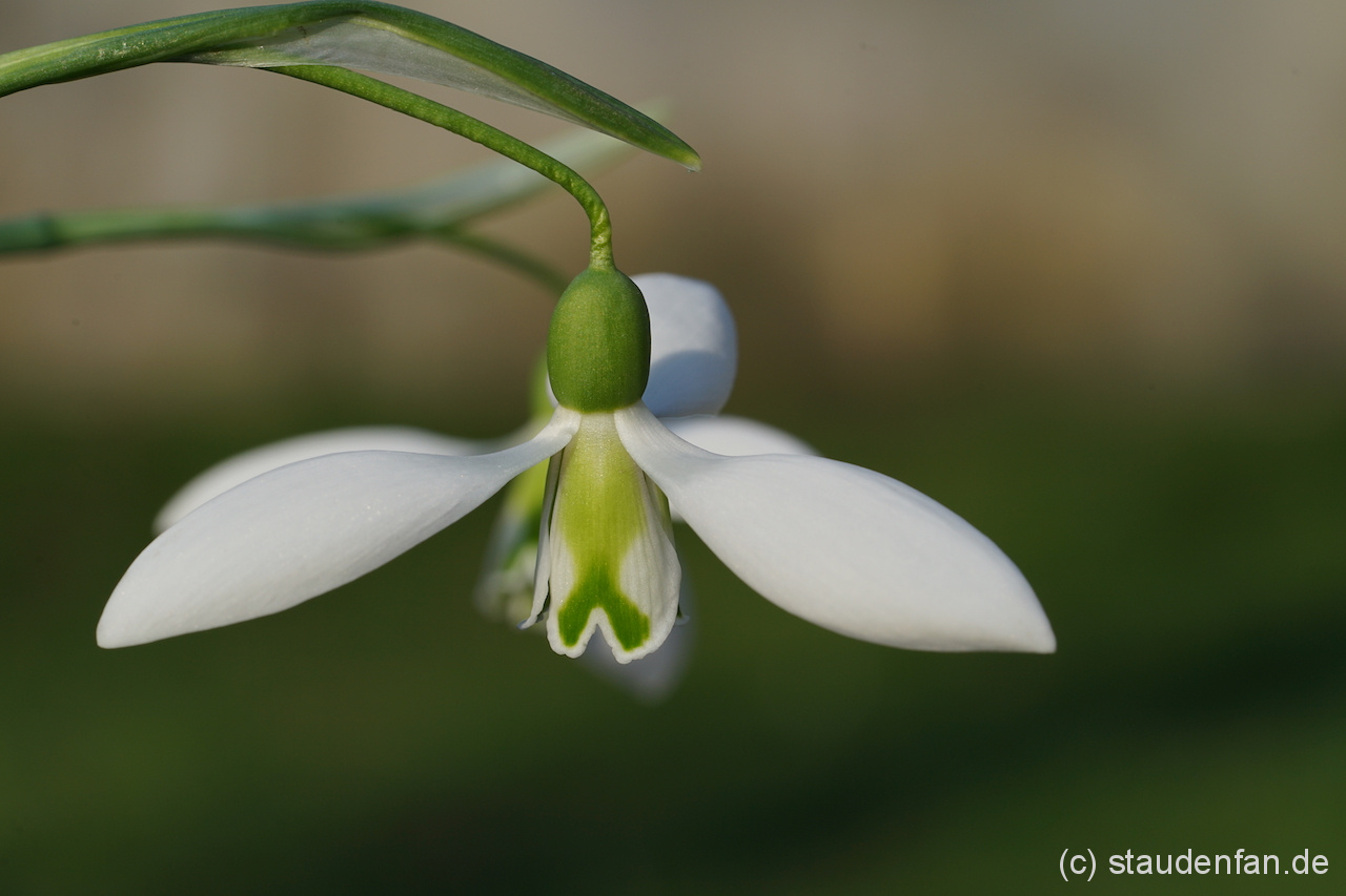 Galanthus 'Excelsis' – Bild 2