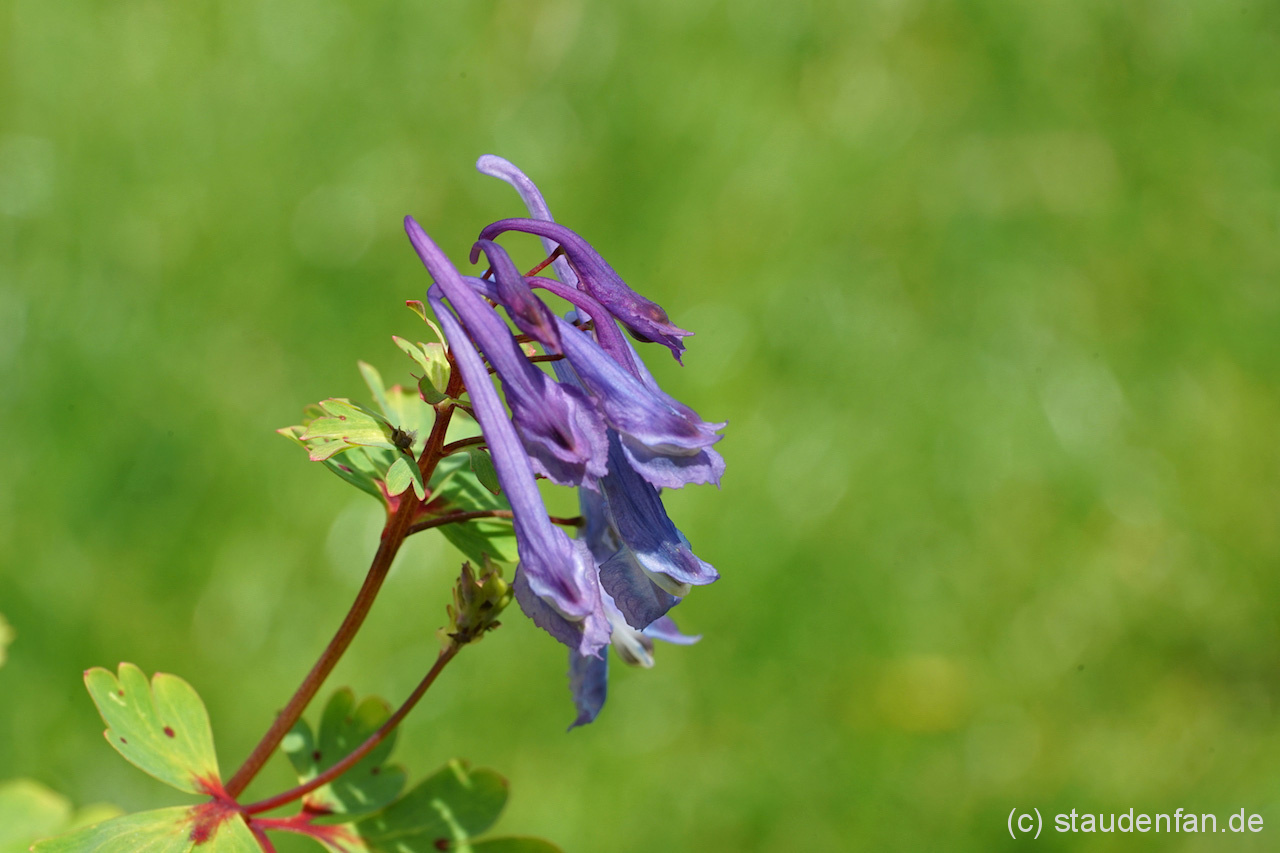 Corydalis omeiana (syn. omeiensis) – Bild 3