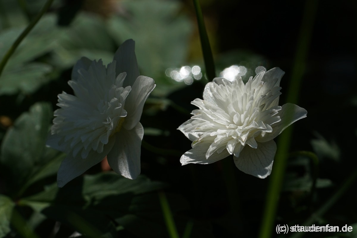 Anemone nemorosa ‚Vestal’