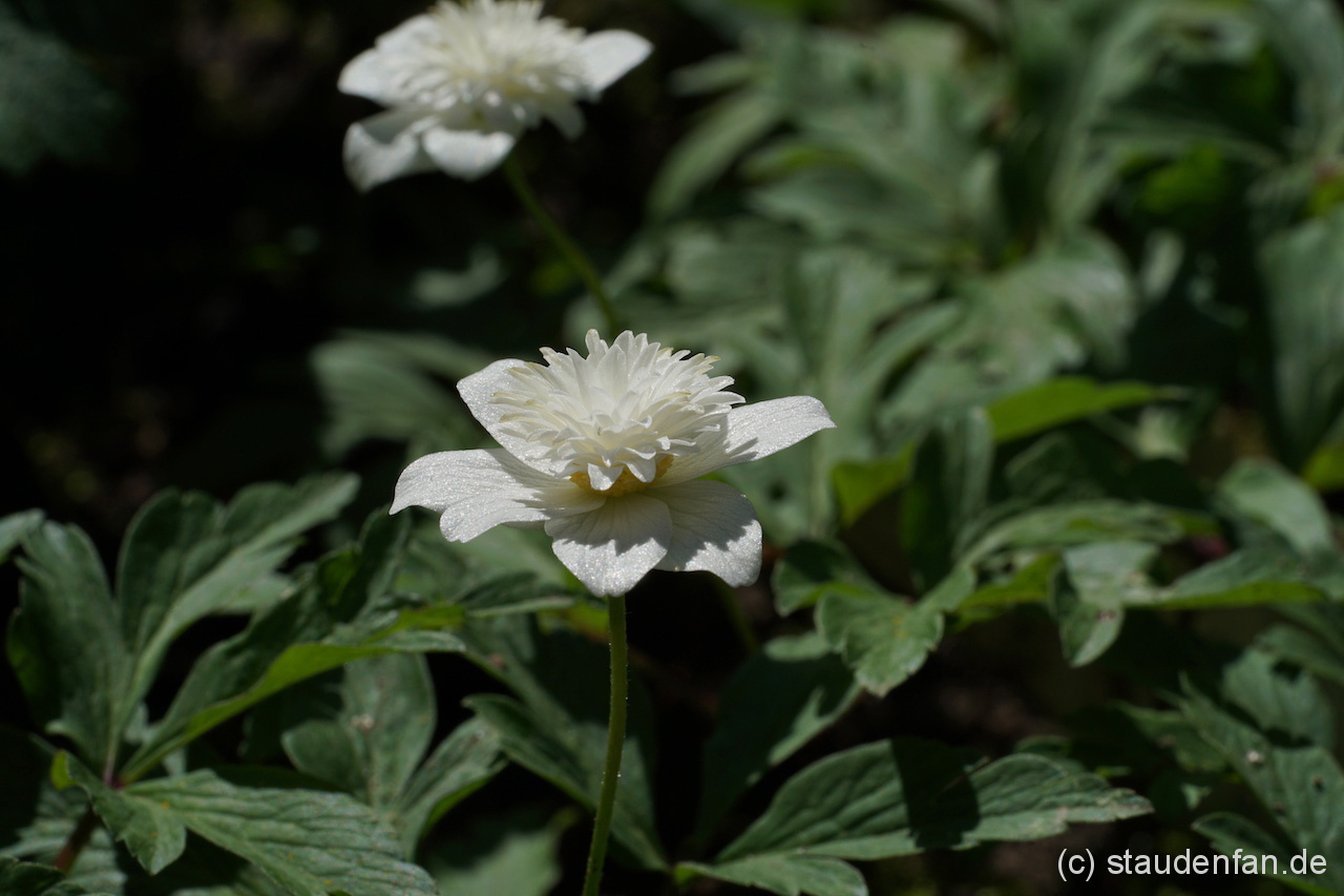 Anemone nemorosa ‚Vestal’ – Bild 3