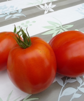 Tomate Dinner Plate