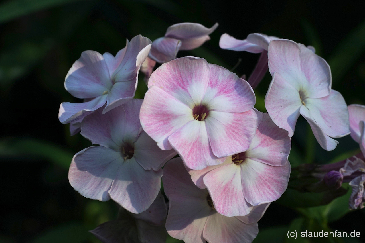 Phlox 'Duchess of York' ist eine richtig schöner Sommerphlox mit einem wunderbar altmodischem Charme.