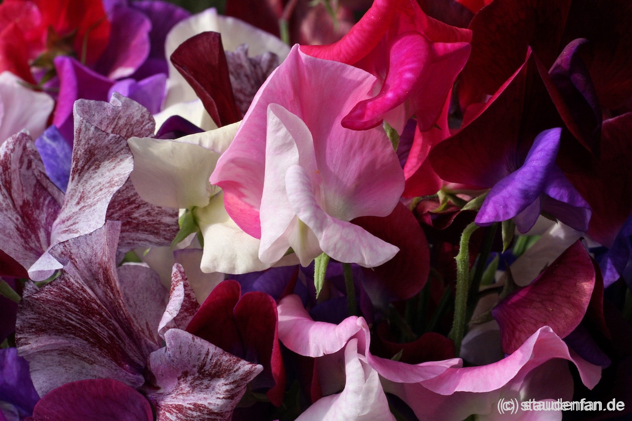 In dieser Duftwicken-Mischung haben wir die schönsten und am besten duftenden Lathyrus vereint.