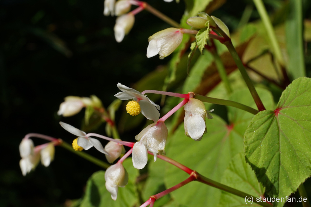 Begonia grandis var. evansiana ‚Alba’ – Bild 4