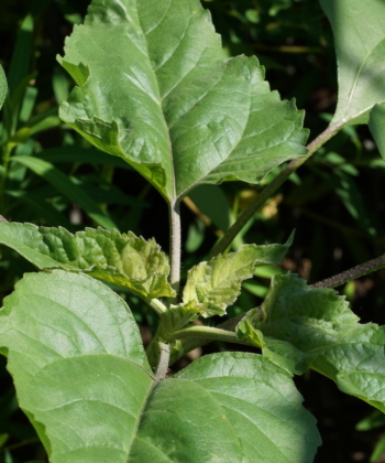 Ein junger Trieb der wilden Sonnenblume Helianthus annuus CW2016245.