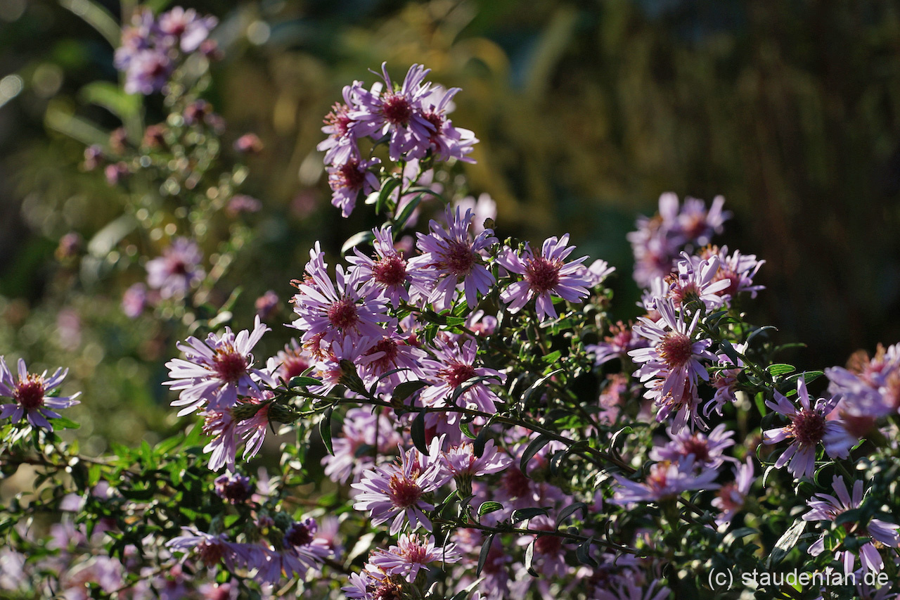 Aster 'Nyx' – Bild 4