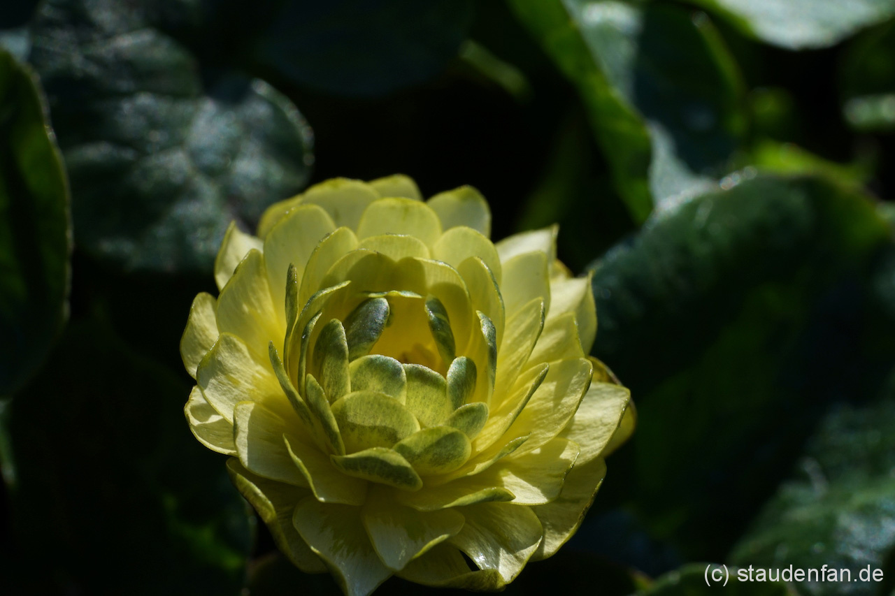 Ficaria verna 'Elan'