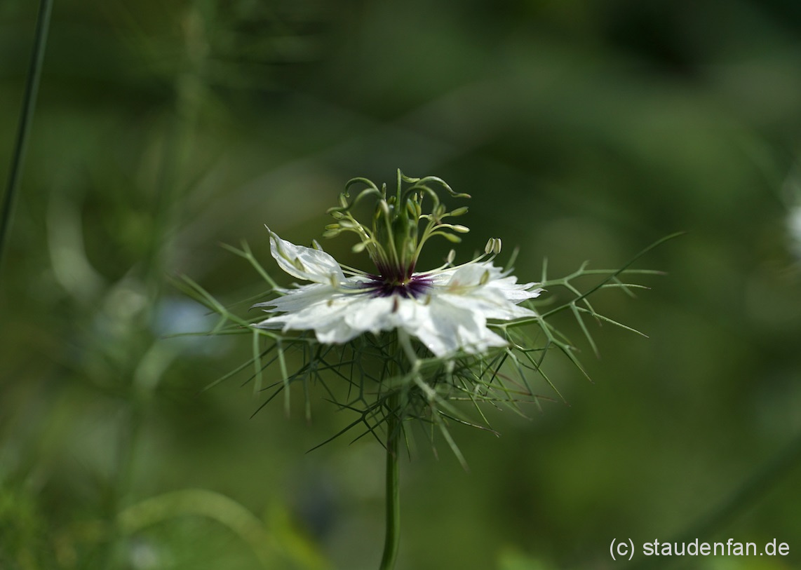Eine eigene weiße Auslese aus Nigella damascena Oxford Blue.