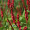 Mit Persicaria 'Firetail' lassen sich bezaubernde Gartensituationen schaffen.