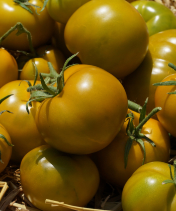 Eine waschechte Buschtomate: Lime Green.