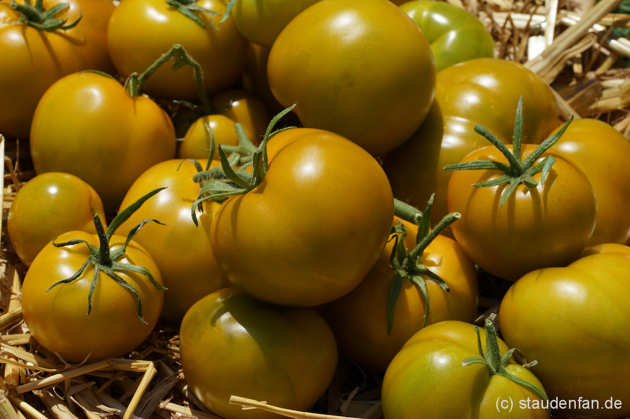 Eine waschechte Buschtomate: Lime Green.
