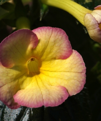 Einzigartig schön der russische Schiefteller Achimenes Hugues Aufray.