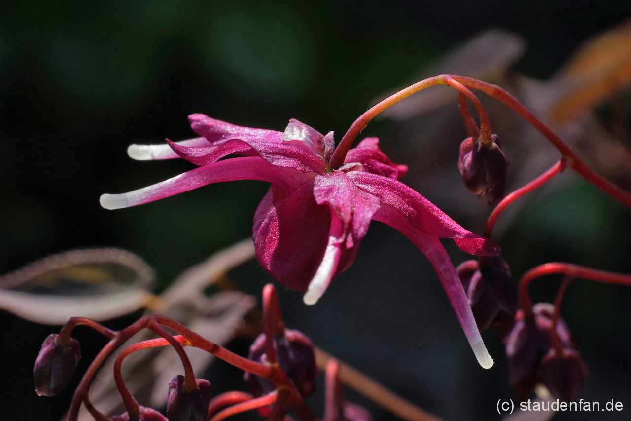 Epimedium grandiflorum ‚Circe’