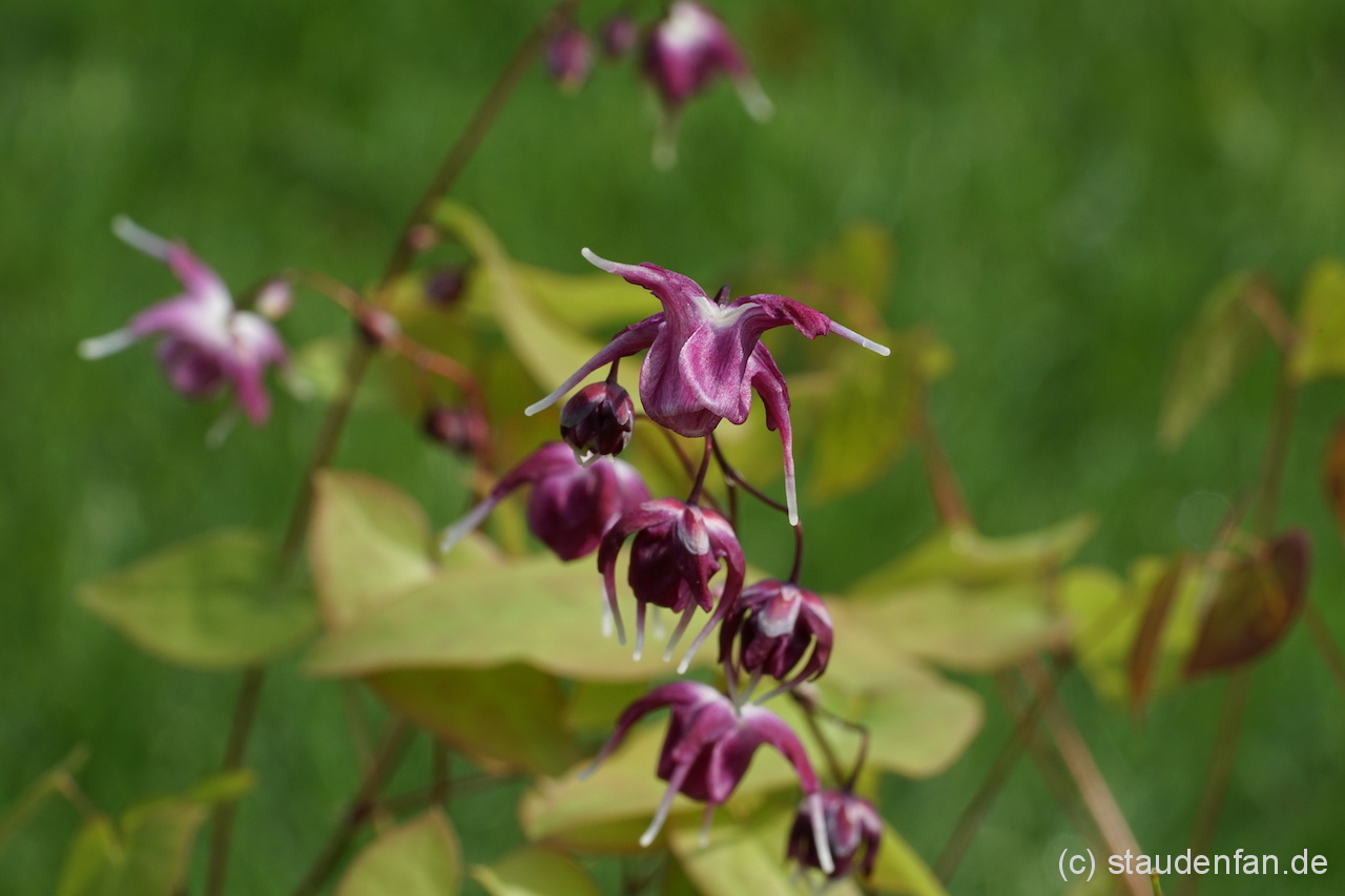 Epimedium grandiflorum 'Rubinkrone' ist eine bewährte Sorte von Ernst Pagels.