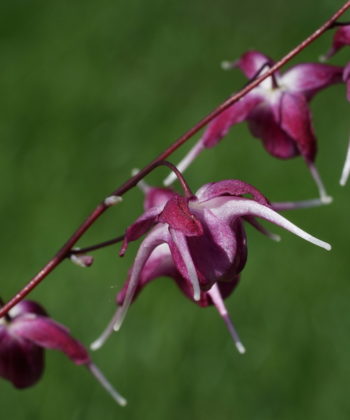 Epimedium grandiflorum 'Rubinkrone' zeigt eine sehr intensive Blütenfarbe.
