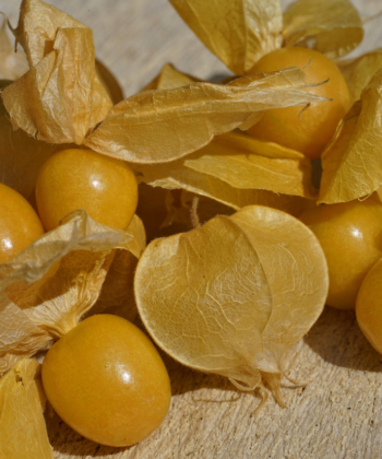 Das Aroma der exotischen Früchte erinnernt etwas an Ananas. Physalis pruinosa, die Ananaskirsche.