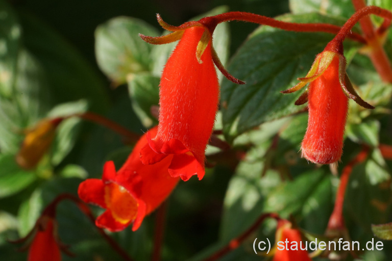 Seemannia nematanthodes ‘Evita’ , Rhizome Gärtnerei Staudenfan