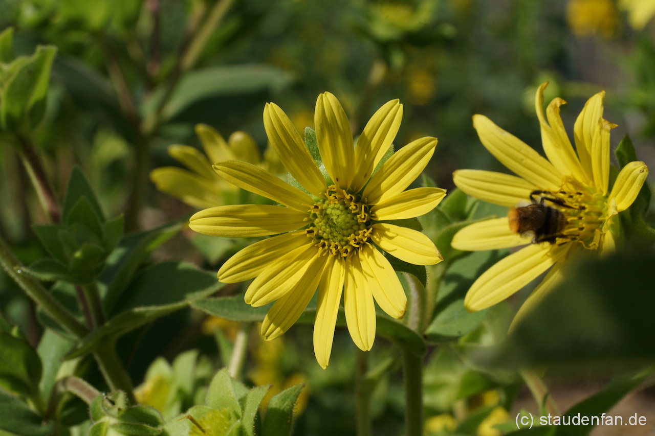 Die in der Natur extrem seltene Becherpflanzenart Silphium glutinosum konnten wir erfolgreich vermehren und bieten sie unter der Sammelnummer CW2016175 an.