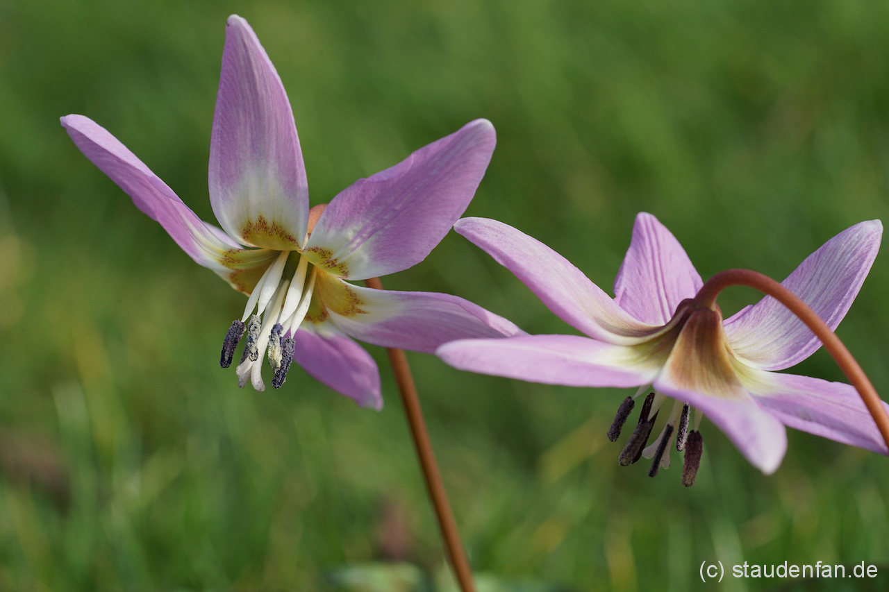 Erythronium dens-canis 'Lilac Wonder' – Bild 2