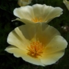 Eschscholzia californica ‚White Linen‘ ist die hellste Auslese vom Kalifornischen Mohn.