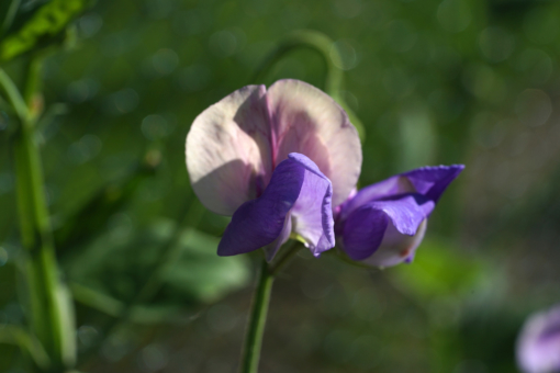 Etwas Besonderes: Die Edelwicke Lathrus odoratus ‚Erewhon‘.