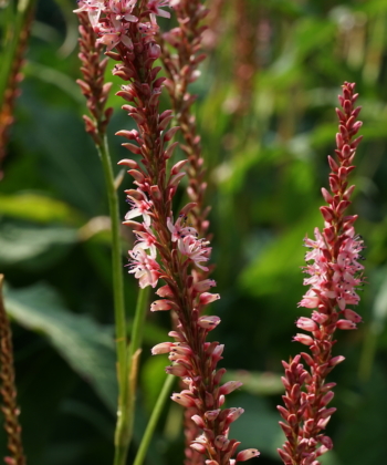 Faszinierend bis zur Einzelblüte: Persicaria amplexicaulis 'Fascination'.