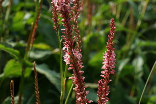 Faszinierend bis zur Einzelblüte: Persicaria amplexicaulis 'Fascination'.