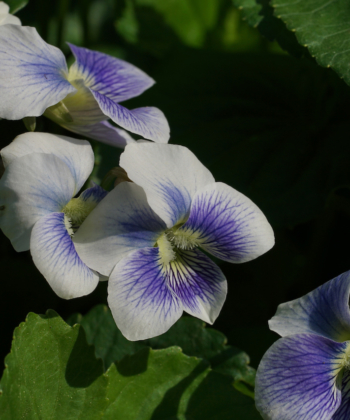 Ein feines Veilchen: Viola sororia 'Priceana'.
