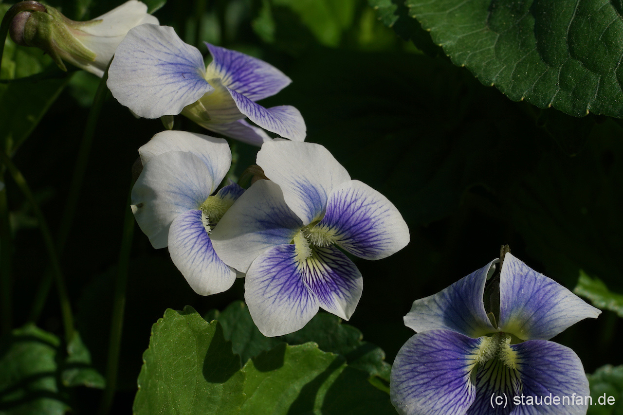 Ein feines Veilchen: Viola sororia 'Priceana'.