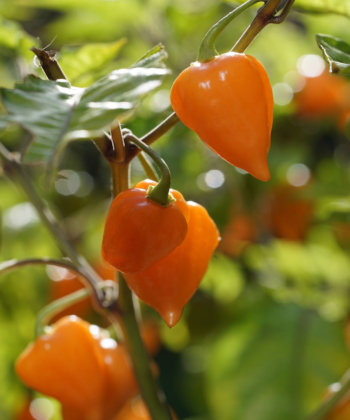 Feurige Schoten warten auf die Ernte: Chili Golden Lantern.