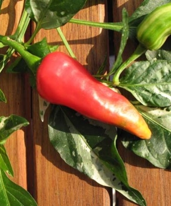 Die Chili Capsicum 'Fish Pepper' sieht nicht nur schön aus, sondern trägt auch viele Chilischoten.