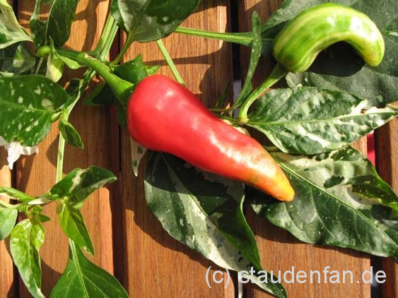 Die Chili Capsicum 'Fish Pepper' sieht nicht nur schön aus, sondern trägt auch viele Chilischoten.