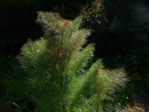 Der Bronzefenchel Foeniculum vulgare 'Atropurpureum' ist sowohl eine Zierpflanze, als auch eine Gewürzkraut.