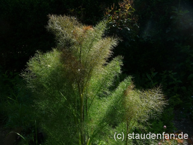 Foeniculum vulgare ‚Atropurpureum’ Bronzefenchel, Samen Gärtnerei