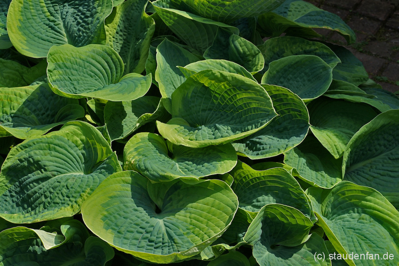 Hosta ‚Francess Williams’