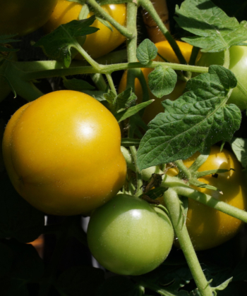 Tomatenfrüchte deSorte Lime Green am Strauch.